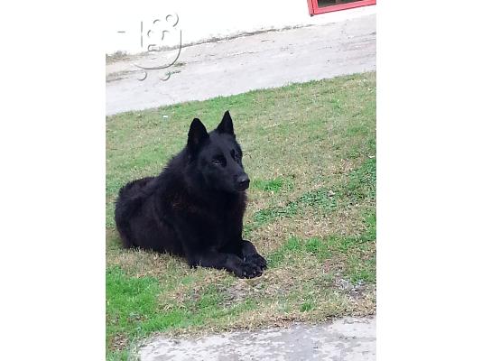 ΠΩΛΟΥΝΤΑΙ ΓΕΡΜΑΝΙΚΑ ΠΟΙΜΕΝΙΚΑ ΜΑΥΡΑ ΜΑΚΡΥΤΡΙΧΑ